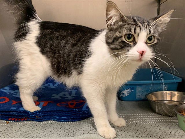 DARLA - Domestic Medium Hair available for adoption