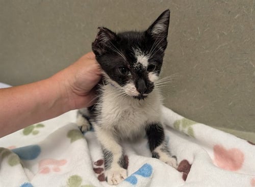 A552108 - Domestic Short Hair available for adoption