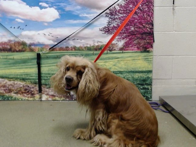 CROCKER - Cocker Spaniel available for adoption