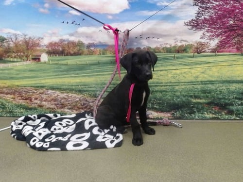 A554072 - Labrador Retriever available for adoption