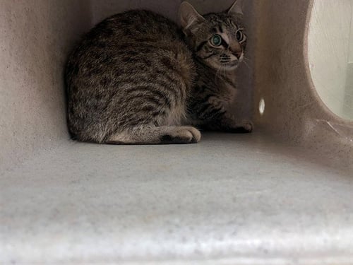 A550967 - Domestic Short Hair available for adoption