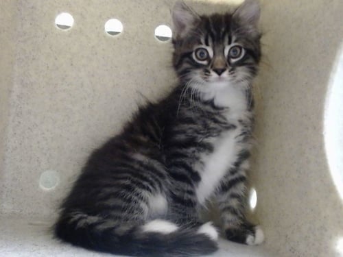 A552619 - Domestic Long Hair available for adoption