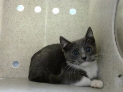 A552521 - Domestic Short Hair available for adoption