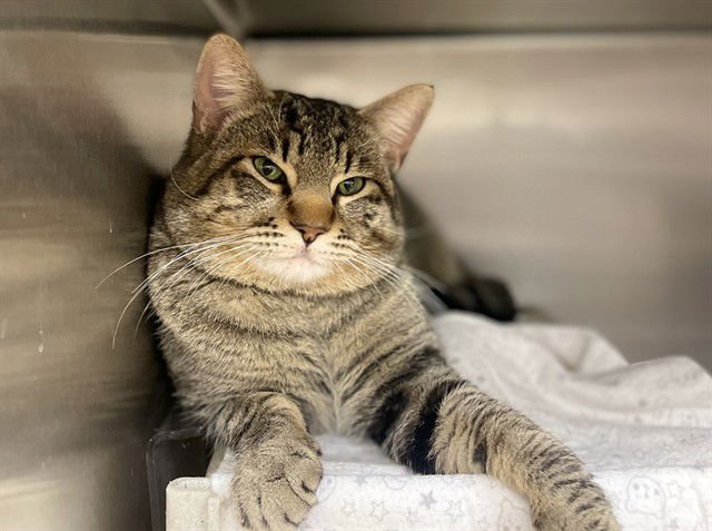 STEVEN - Domestic Short Hair available for adoption