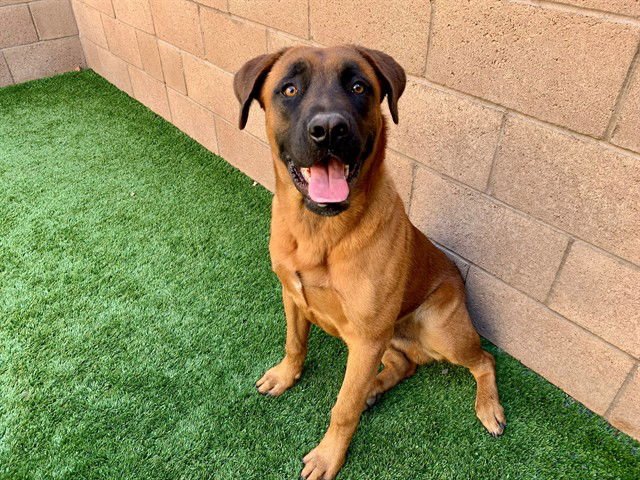 DYLAN - Mastiff available for adoption