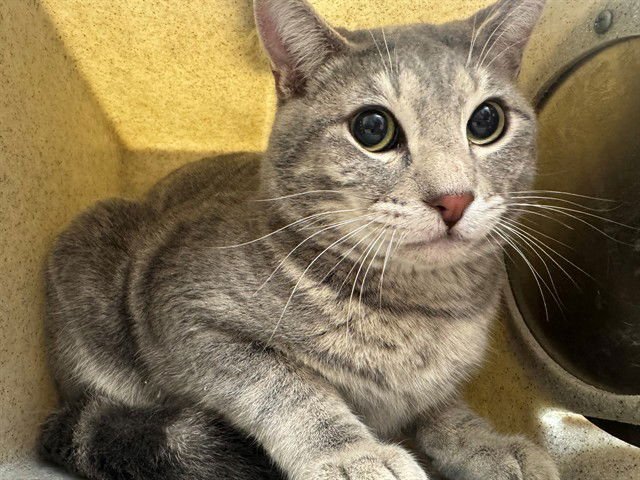 A549468 - Domestic Short Hair available for adoption