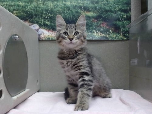 A554364 - Domestic Long Hair available for adoption