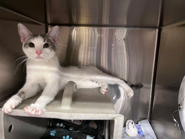 A548626 - Domestic Short Hair available for adoption