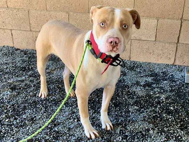 EASTON - Pit Bull Terrier available for adoption