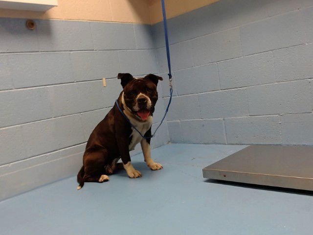 TRINKET - Pit Bull Terrier available for adoption