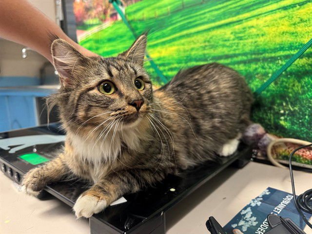 A548887 - Domestic Long Hair available for adoption