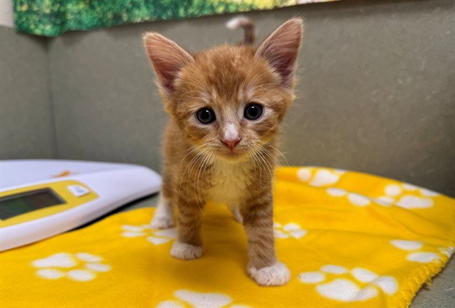 GINGER Image