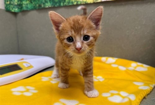 GINGER - Domestic Medium Hair available for adoption