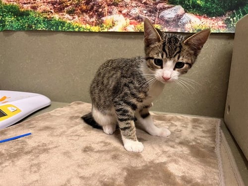 A554115 - Domestic Medium Hair available for adoption