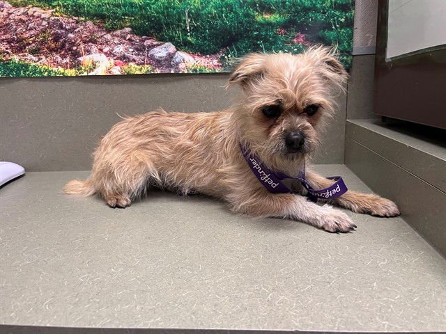 DIEGO - Terrier available for adoption