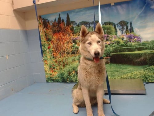 TUNDRA - Siberian Husky available for adoption