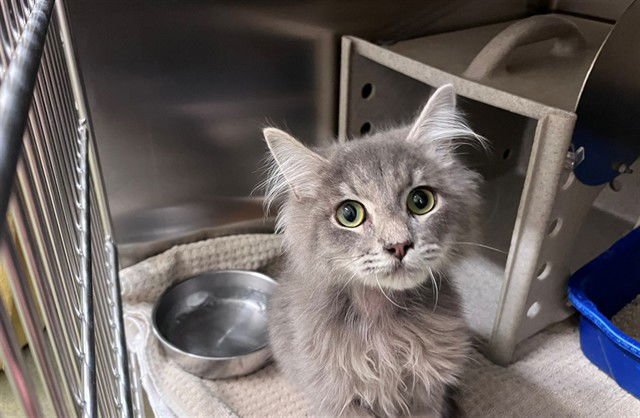 JINX - Domestic Medium Hair available for adoption