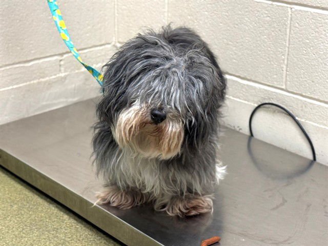 A548379 - Lhasa Apso available for adoption
