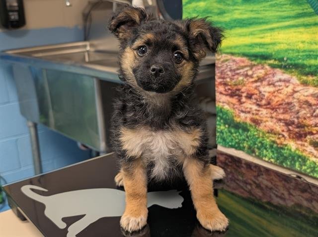 A549420 - Chihuahua / Yorkshire Terrier Yorkie available for adoption