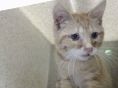 A552782 - Domestic Short Hair available for adoption