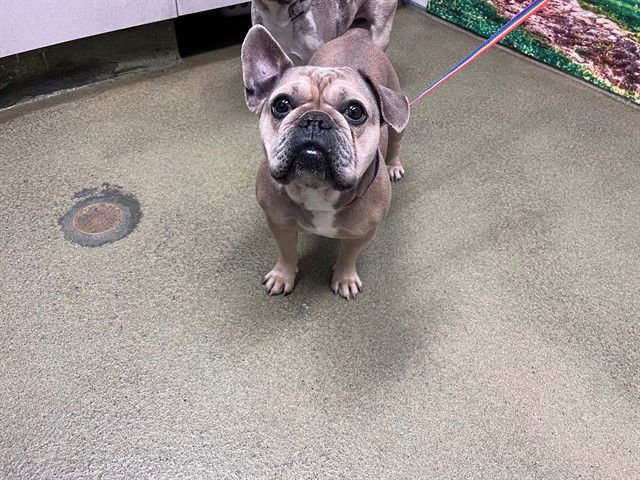 FIFI - French Bulldog available for adoption