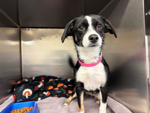 YATZE - Chihuahua available for adoption