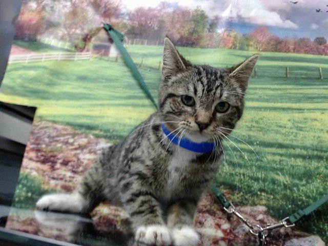 A548918 - Domestic Short Hair available for adoption