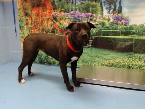 GIGI - Pit Bull Terrier available for adoption