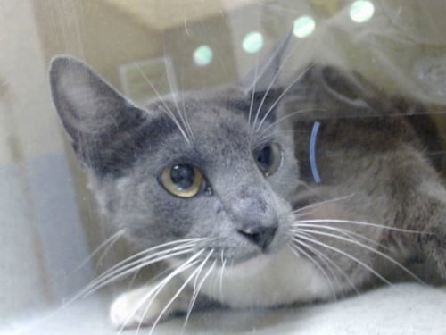 A552520 - Domestic Short Hair available for adoption