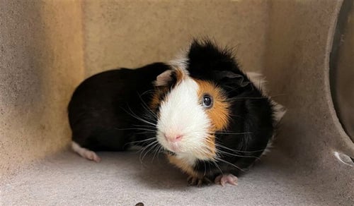 THISTLE - Guinea Pig available for adoption