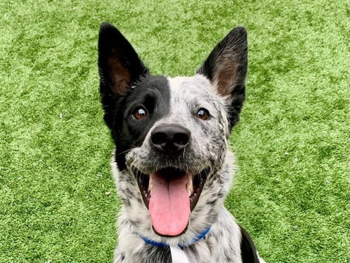 JUSTO - Australian Cattle Dog/Blue Heeler available for adoption