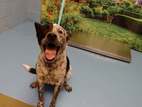A554884 - Australian Cattle Dog/Blue Heeler available for adoption
