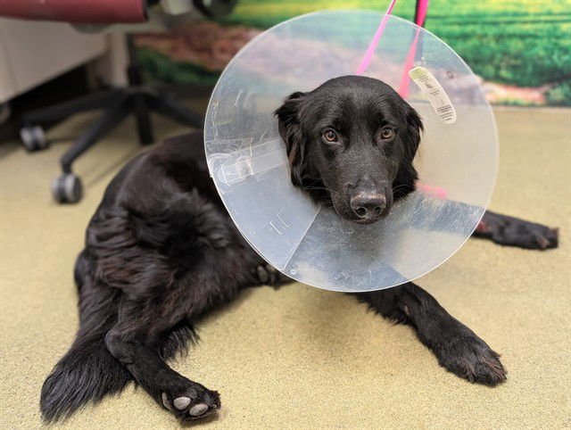 LAWRENCE - Flat-coated Retriever available for adoption