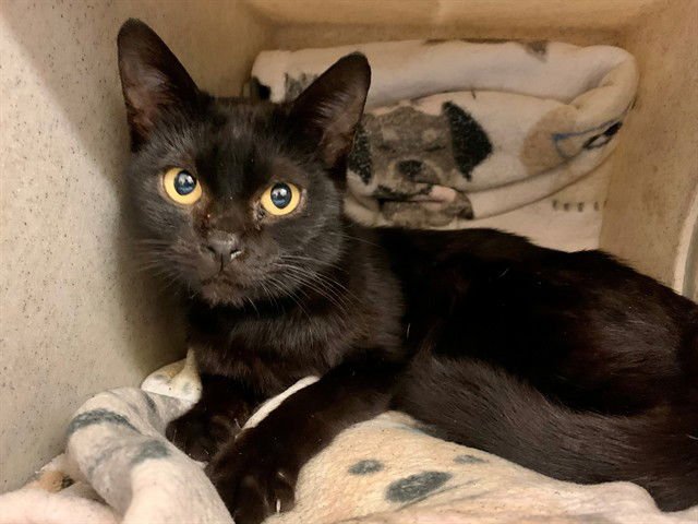 A549176 - Domestic Short Hair available for adoption