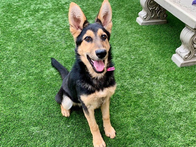 BRENNA - German Shepherd Dog available for adoption