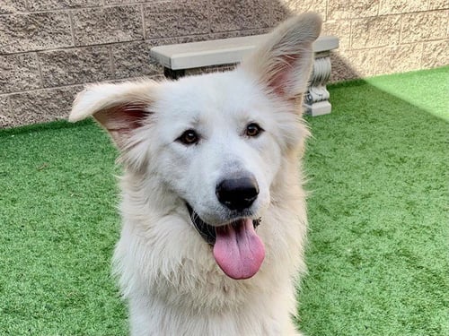 MARSHALL - Great Pyrenees available for adoption