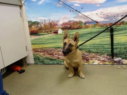 A549791 - Pembroke Welsh Corgi available for adoption