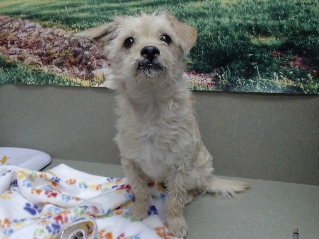 HONEY - Terrier available for adoption