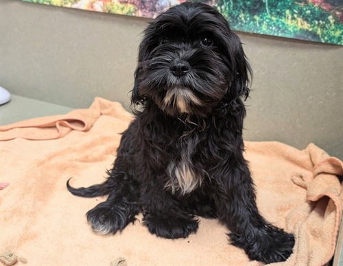 A549736 - Cocker Spaniel / Poodle (Miniature) available for adoption