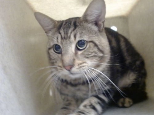 A554545 - Domestic Short Hair available for adoption