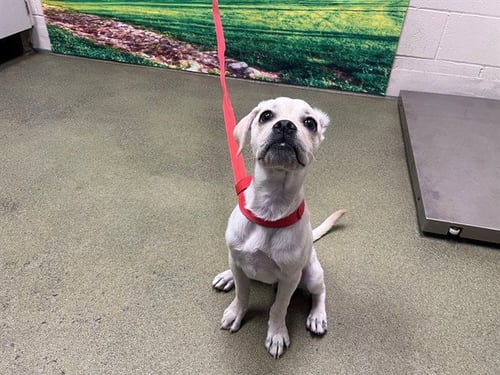 JELLYBEAN - Labrador Retriever available for adoption