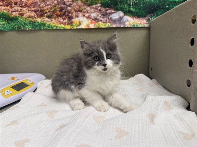 A548195 - Domestic Medium Hair available for adoption