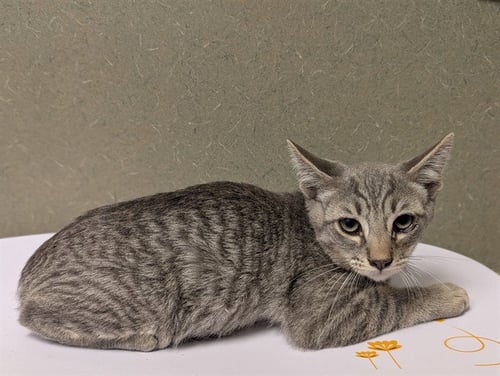 A552756 - Domestic Short Hair available for adoption