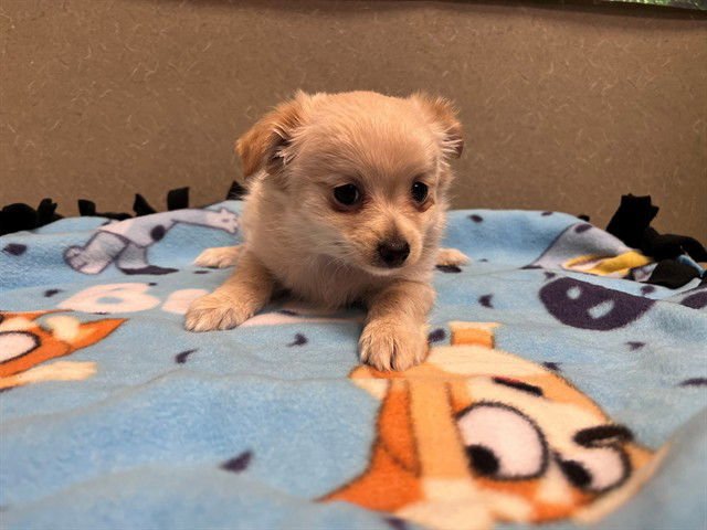 A549027 - Terrier available for adoption