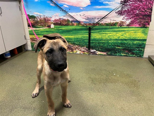WILEY - Belgian Shepherd Malinois available for adoption