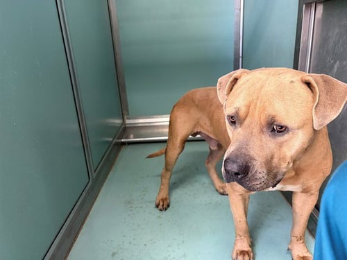 A552584 - Pit Bull Terrier available for adoption