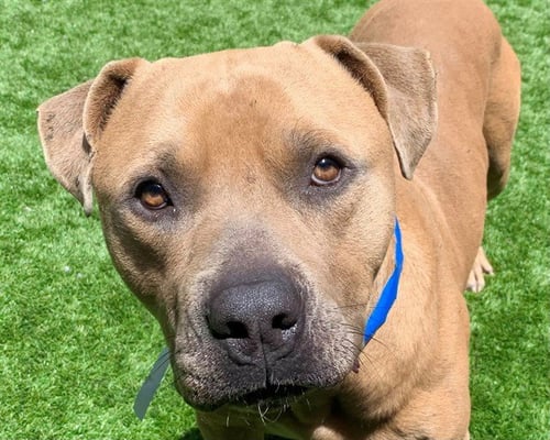 SLY - Pit Bull Terrier available for adoption