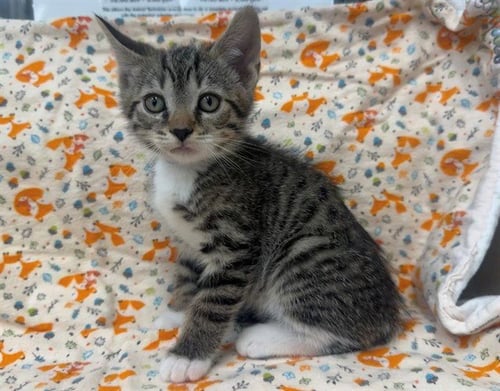 A551150 - Domestic Short Hair for adoption in Moreno Valley