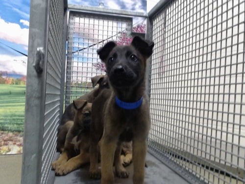 A552231 - Belgian Shepherd Malinois available for adoption