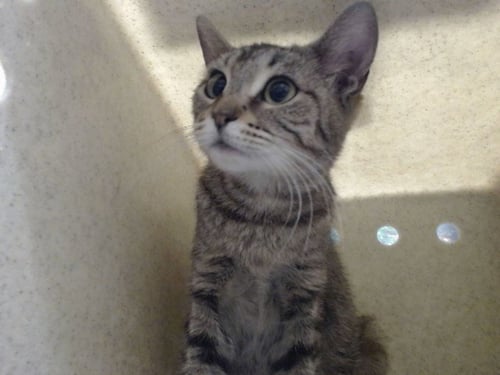 A552454 - Domestic Short Hair available for adoption